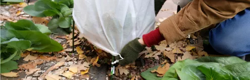 Jardin en hiver - Conseils du jardinier ADELY